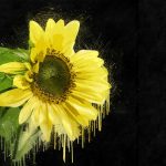 The Controversy of Provigil No Prescription in Online Pharmacies