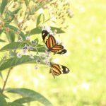Exploring the Cognitive Enhancements of Modafinil: A Deep Dive
