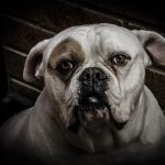 Where to Find Quality Sources for Provigil No Prescription