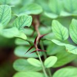 how to buy provigil safely and legally