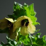 essential information before you buy provigil
