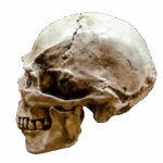The Science Behind buy modafinil: How It Works in the Brain
