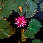Exploring the Benefits of Provigil No Prescription for Improved Focus