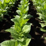 why you should consider buy generic provigil for your productivity needs