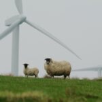 Understanding the Risks and Benefits When You Buy Provigil